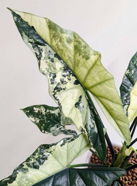 Alocasia Simpo albo-mint variegata - NEW!!!