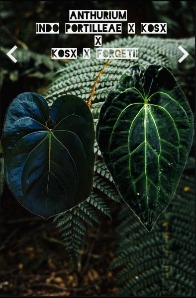 Anthurium (Portilleae x Kos) X (KOS x Forget) - Seedlings - NEW!!!