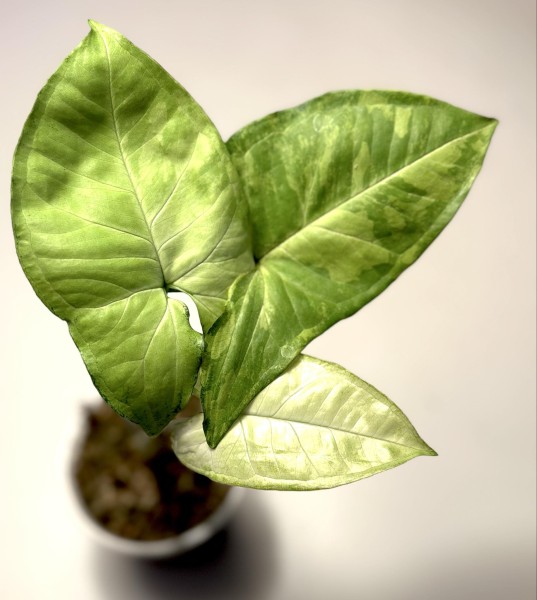 Syngonium white butterfly variegata - NEW!!