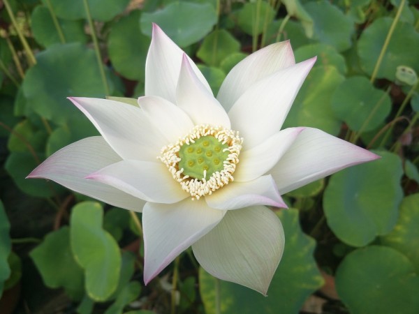 Jade White Beauty