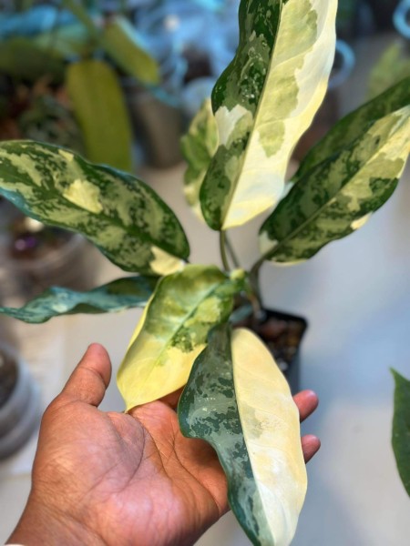 Aglaonema commutatum variegata - NEW!!