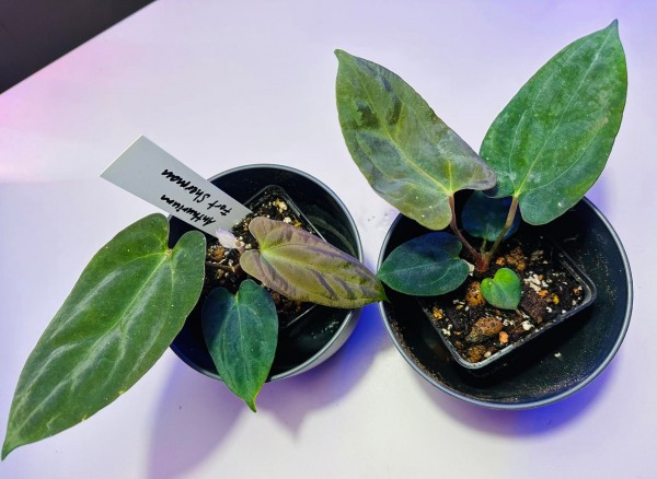 Anthurium Fort Sherman - !!!NEW!!!