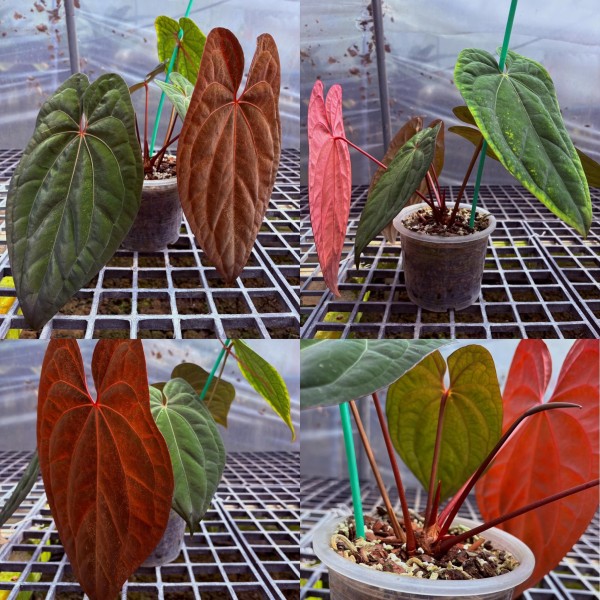 Anthurium RVDP 1 - BIG MOTHERPLANT - NEW!!!