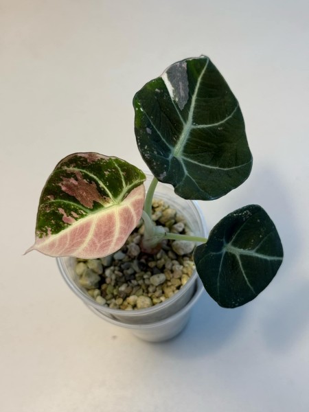 Alocasia Black Velvet pink var. 3 - NEW!!!