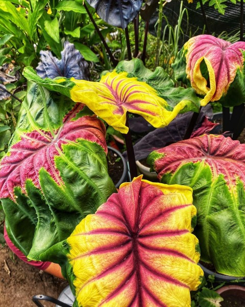 Colocasia Light Pillar - NEW!!