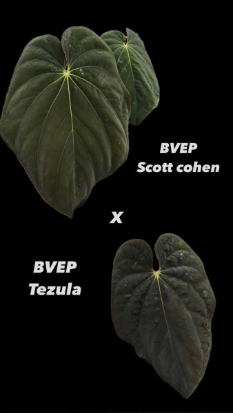 Anthurium BVEP Scott X BVEP Tezula - NEW!!