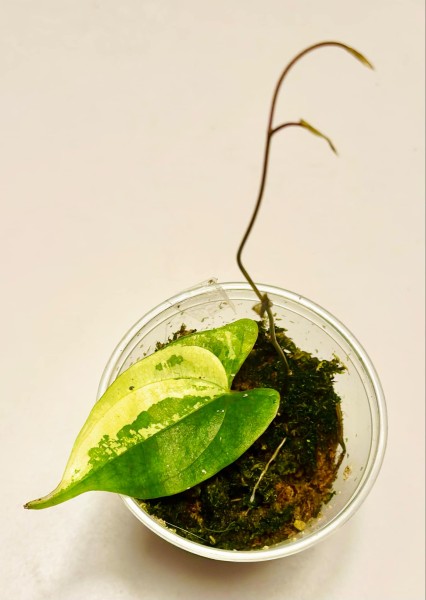 Dioscorea Polystachya Albo variegata 2 -NEW!!!