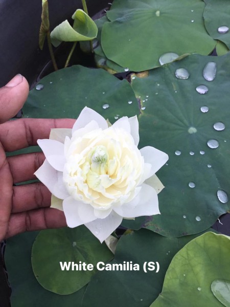 White Camilla - NEW!!!