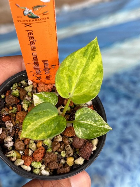 Anthurium Papi. var. X Hofmanii (BM) - NEW!!!