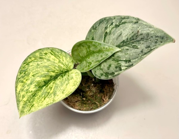 Scindapsus Exotica variegata 1 - NEW!!!