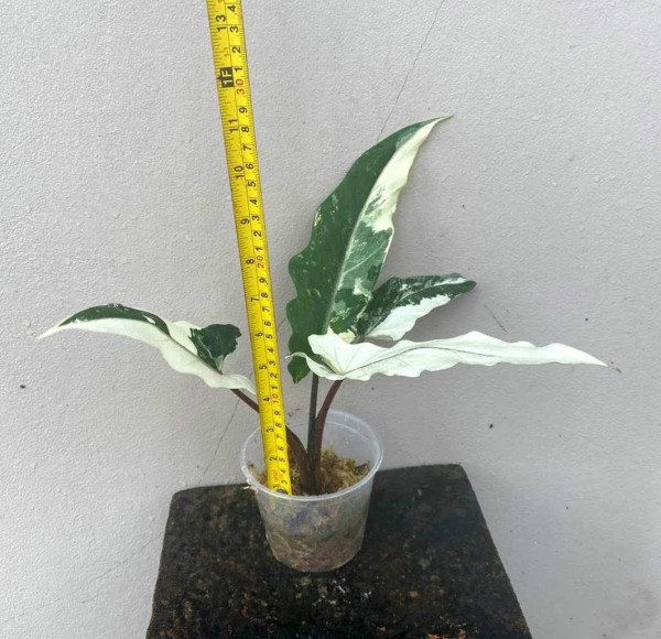 Alocasia Lauterbachia Albo variegata 1 - NEW!!