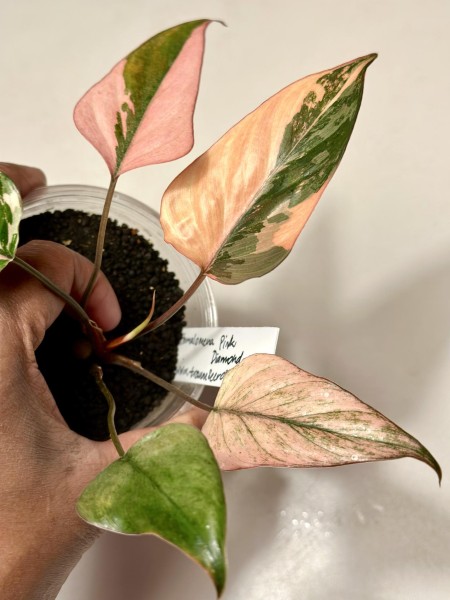 Homalomena Pink Diamond 1 - NEW!!