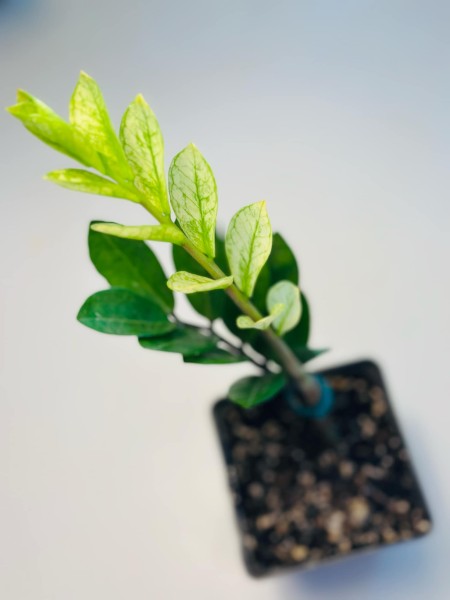 Zamioculcas zamiifolia mint variegata - NEW!!!