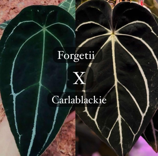 Anthurium Dark Forgetii x Carlablackie- NEW!!