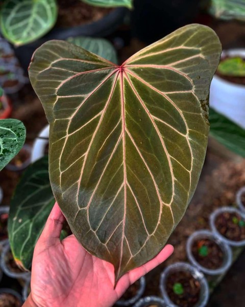 Anthurium KOS Butterfly 2 - NEW!!!