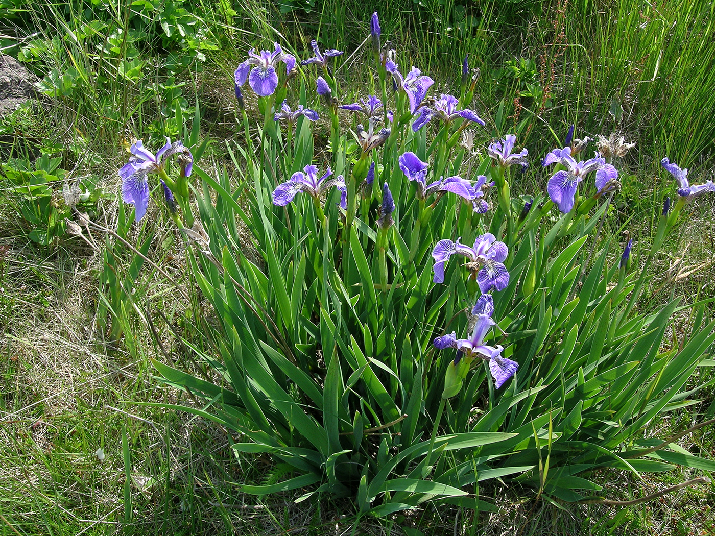 iris versicolor blau