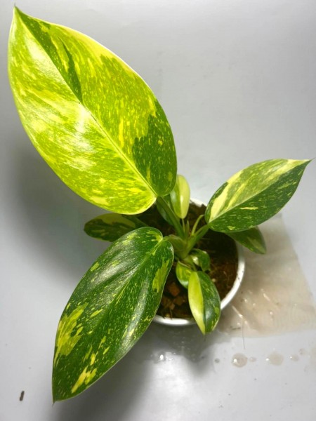 Philodendron Green Congo variegata Marble 2 - NEW!!