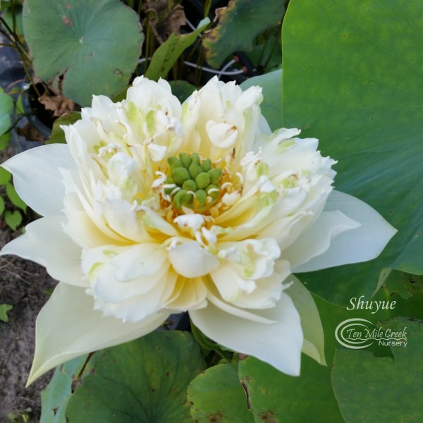 Shuyue Mini Lotus
