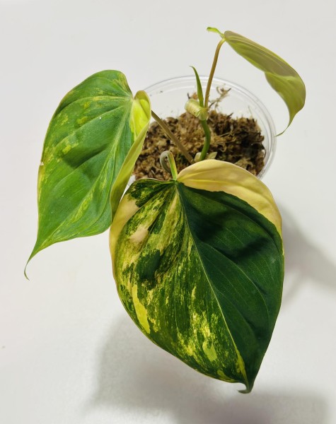 Philodendron Micans variegata - !!!NEW!!!