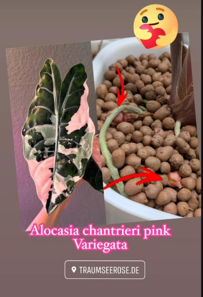 Alocasia Chantrieri pink variegata 1 - NEW!!!