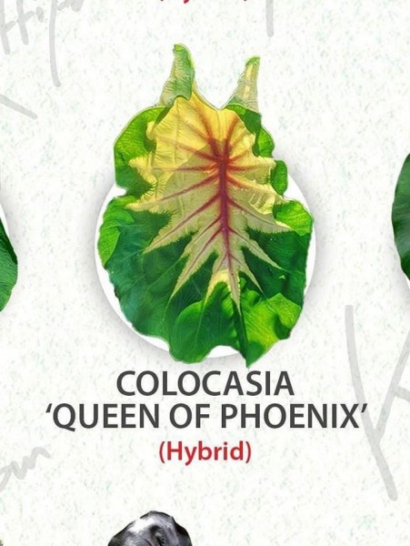 Colocasia Queen of Phoenix - NEW!!