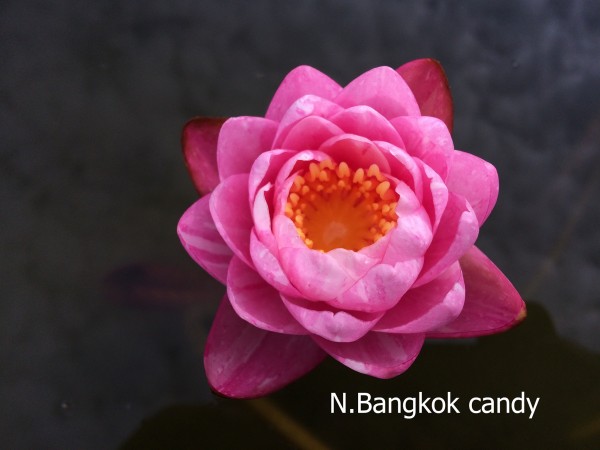 Bangkok Candy