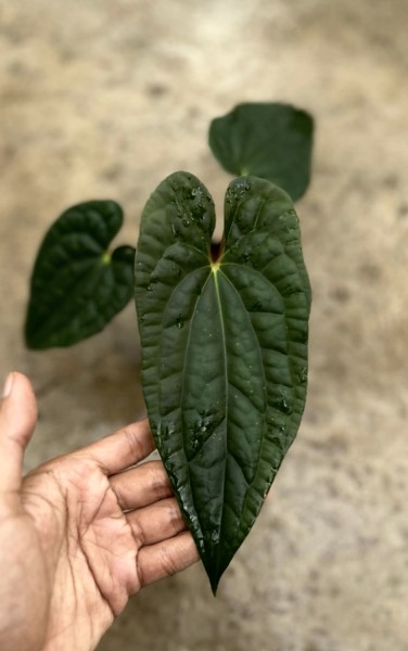 Anthurium Galaxy X Luxurians - NEW!!!