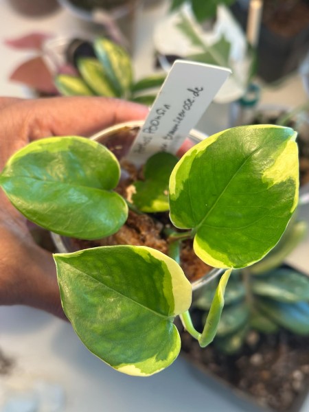 Pothos manjula mutation poonsin - NEW!!