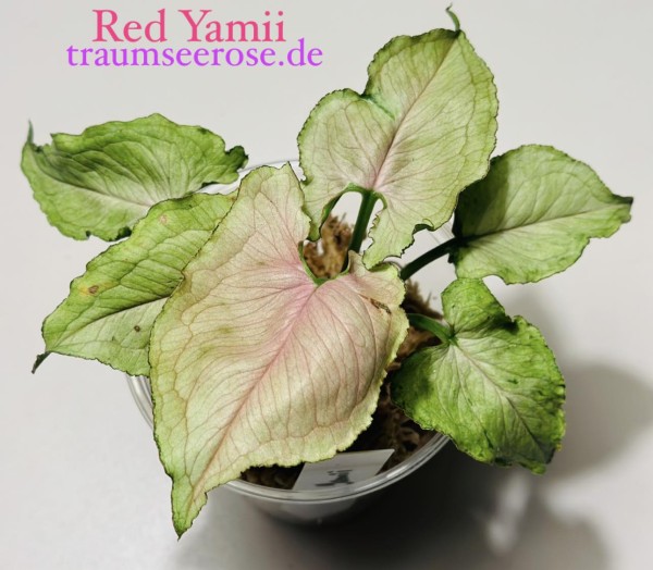 Syngonium Red Yamii - NEW!!!