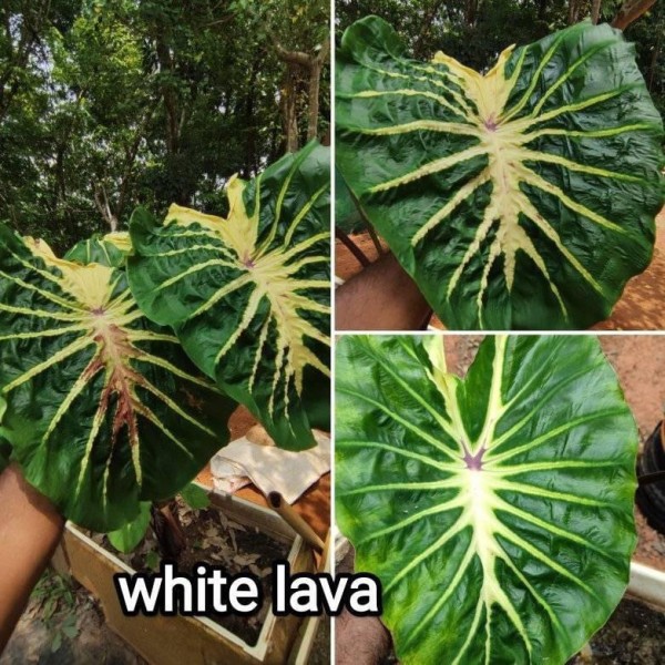 White Lava - NEW!!!