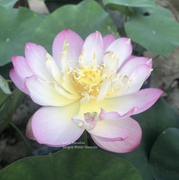 Little Beauty in Nanyue