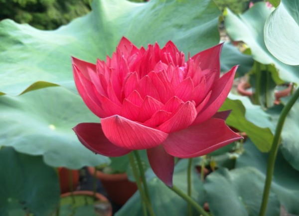 Jinggang Star Fire