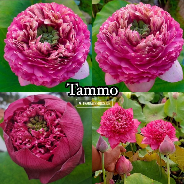 Tammo - NEW!!