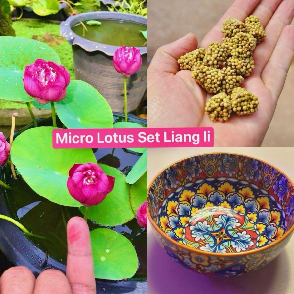 Micro Lotus Set - Liang Li - NEW!!!