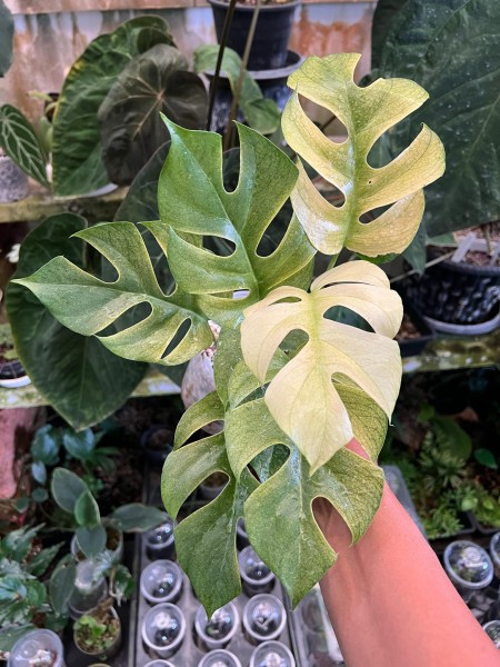 Rhaphidophora tetrasperma Ginny White Monster 1 - NEW!!!