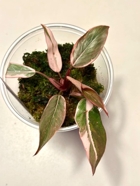 Philodendron pink princess mutation 2 - NEW!!!