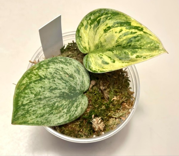 Scindapsus Exotica variegata 2 - NEW!!!