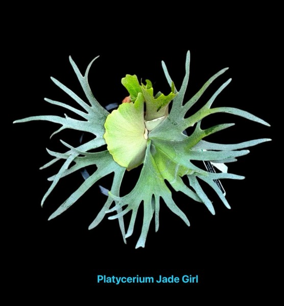 Platycerium Jade Girl - NEW!!