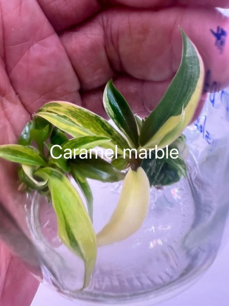 Philodendron Caramel marble pinkTC - NEW!!!