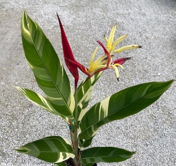 Heliconia variegata- !!! NEW !
