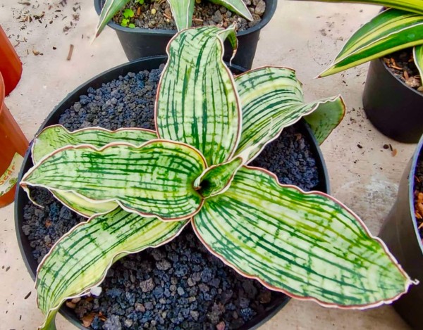 Cleopatra variegata 2 - NEW!!!