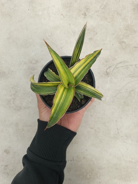 Green Clone variegata - NEW!!!