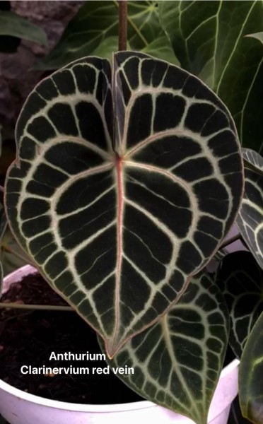 Anthurium Clarinervium red vein - NEW!!