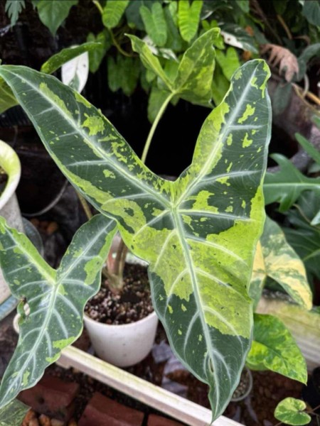 Alocasia Longiloba Lemon Lime - NEW!!!