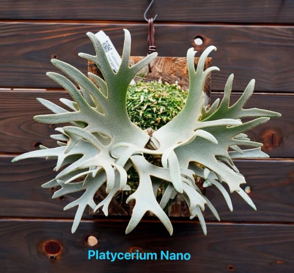 Platycerium Nano - NEW!!!