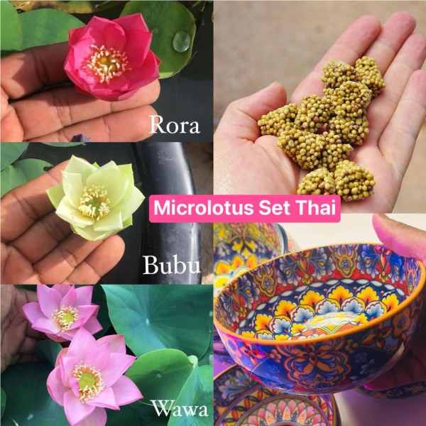 Micro Lotus Set - THAI 1 - NEW!!!