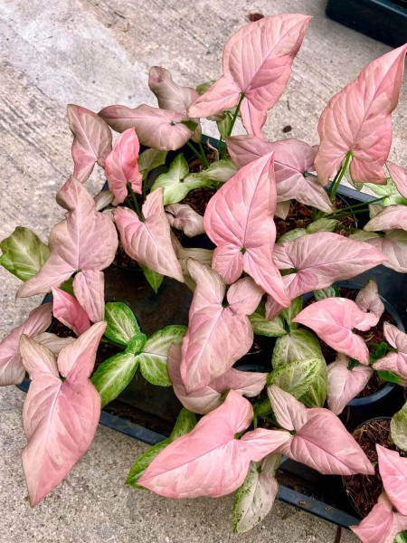 Syngonium Pink Rain - NEW!!!