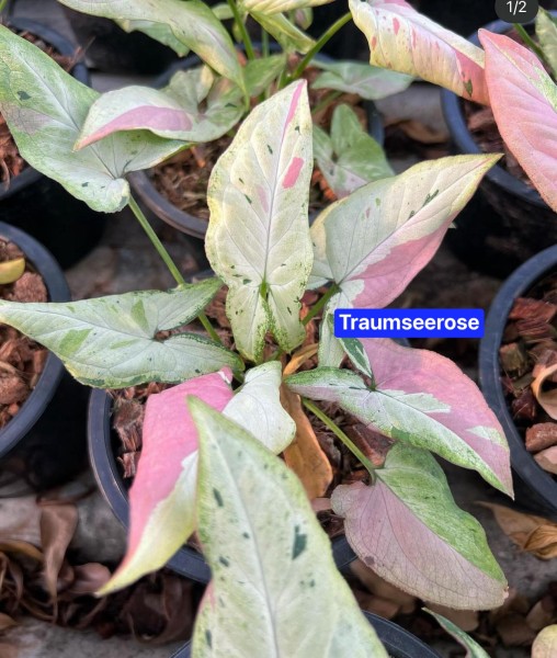 Syngonium red spot tricolor Rainbow - NEW!!!