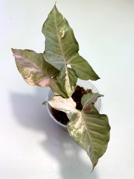 Syngonium double spot pink - NEW!!!