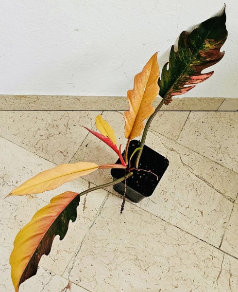 Philodendron Caramel marble variegata - NEW!!